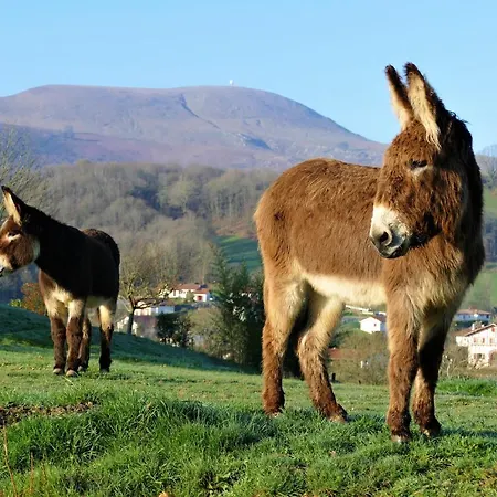 Baskoparadis I Eco-gites I Calme I Vue I Anes I Jardin I Montagne I Nature Louhossoa